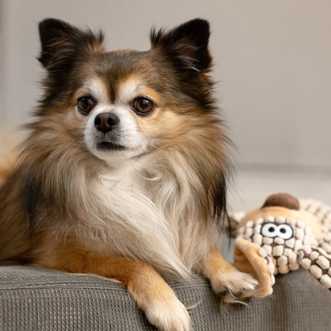 Dog Chihuahua Pet Canine Animal