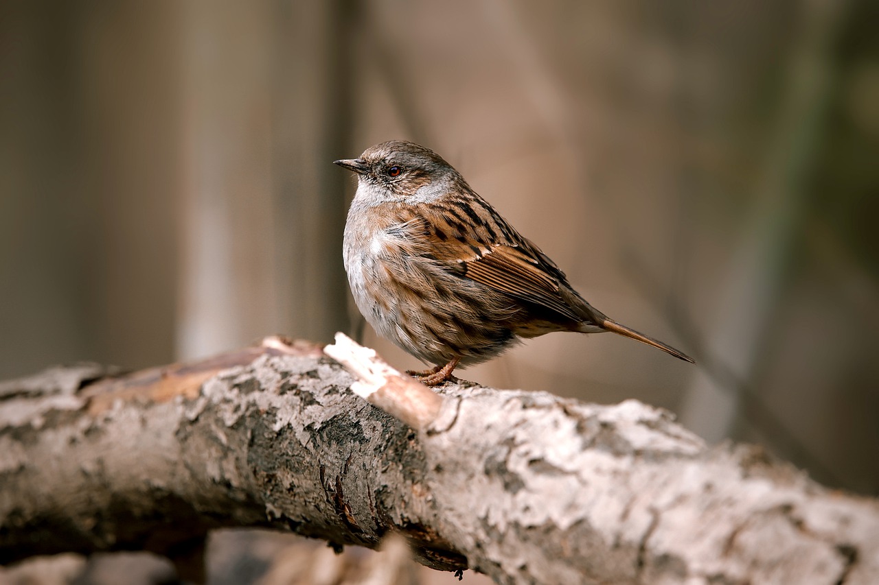 Dunnock Bird Ornithology Nature