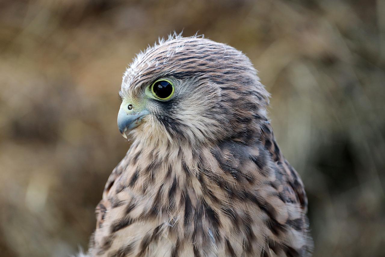 Falcon Young Hawk Birds of Prey