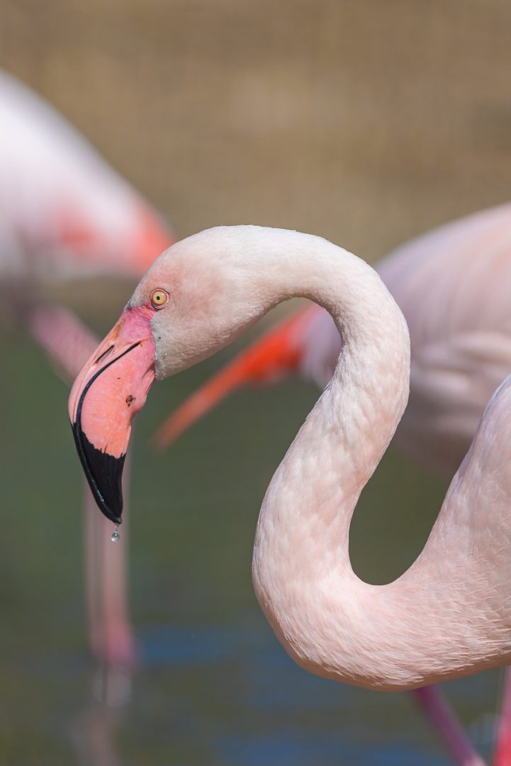 Flamingo Birds Feathers Plumage