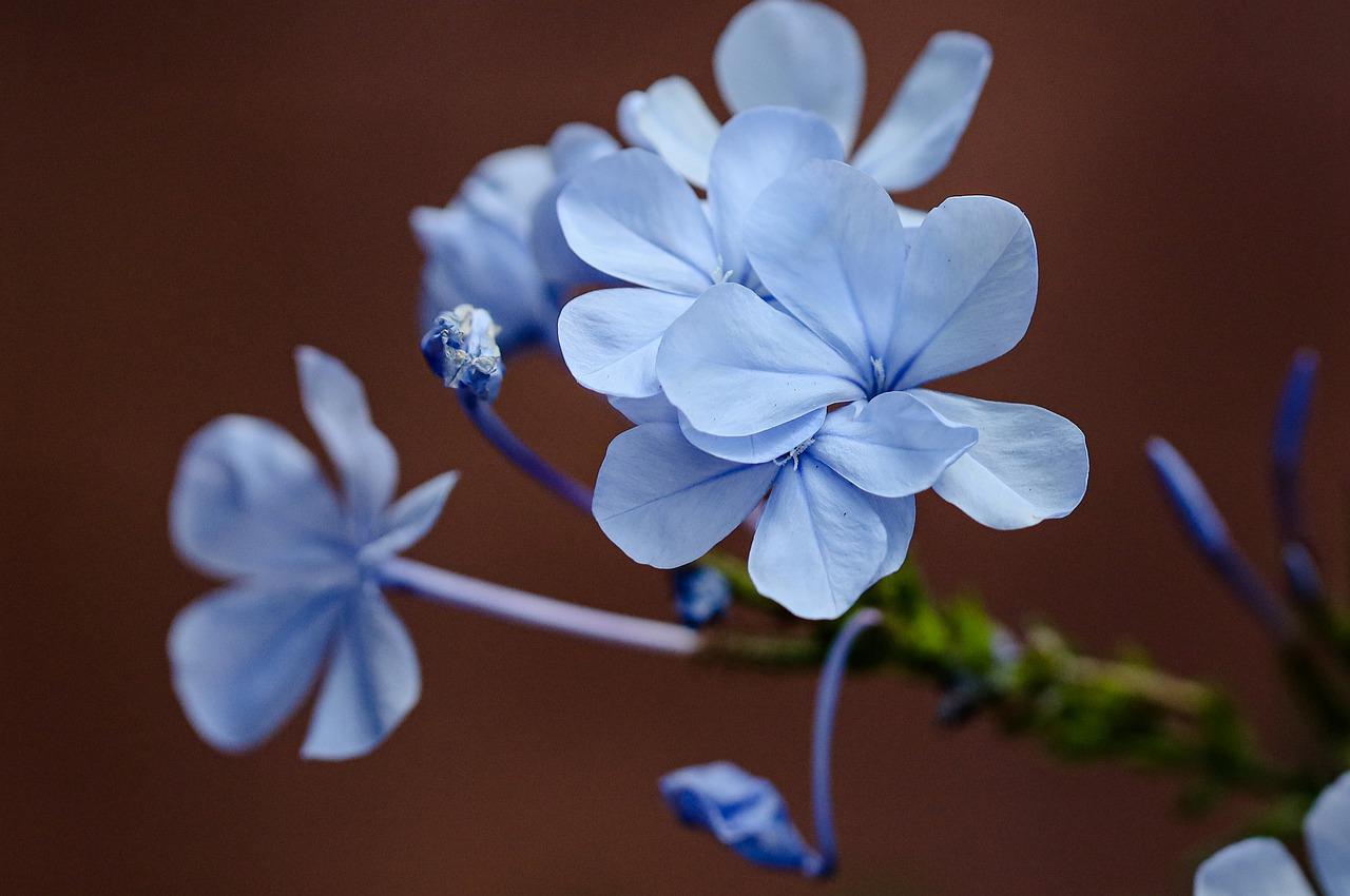 Flower Blue Flowers Garden Petals