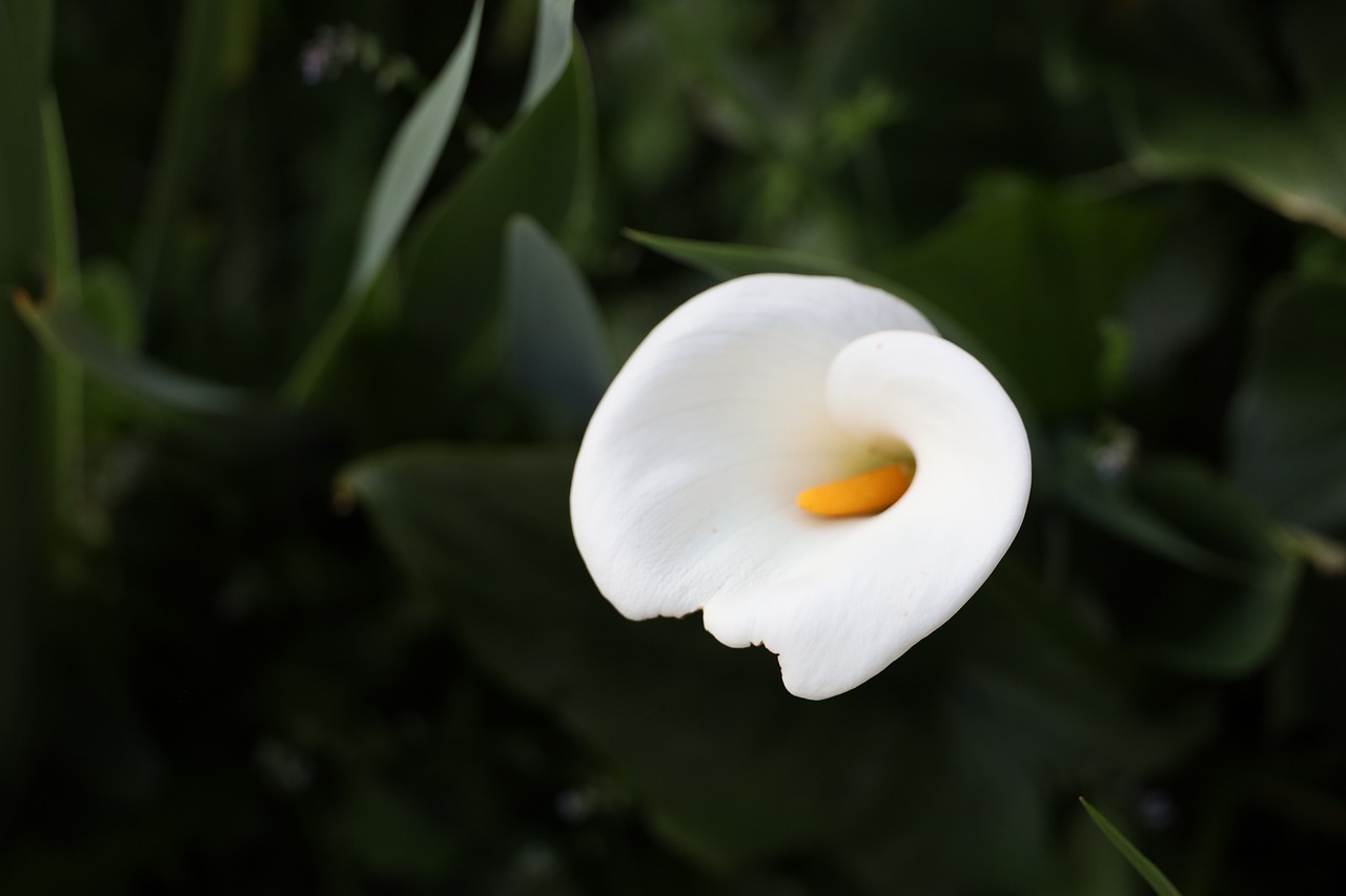 Flower Botany Lily Calla