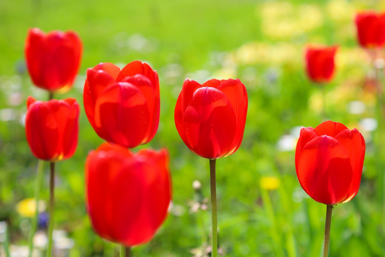 Flowers Tulip Red Nature