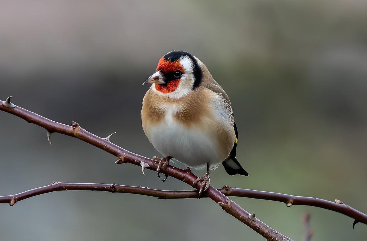 Goldfinch Bird Animal