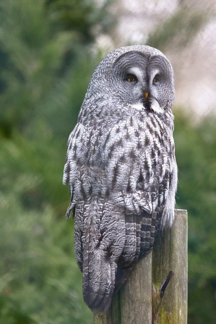 Great Grey Owl Birdl Perched Owl