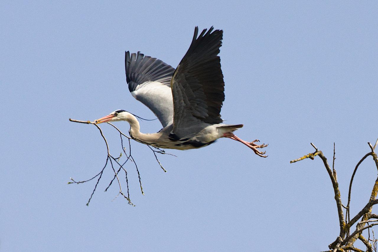Grey Heron Branch Flying Heron