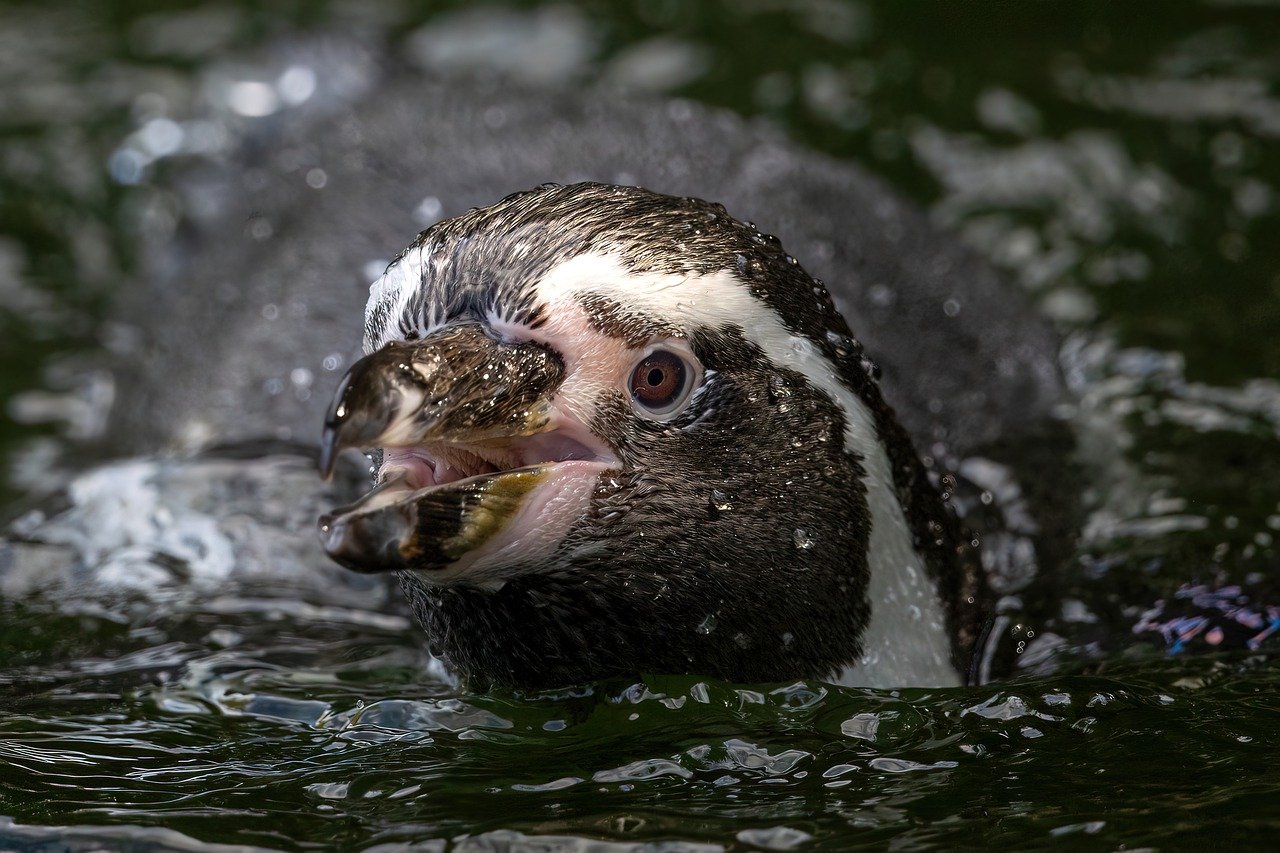 Humboldt Penguin Water Bird