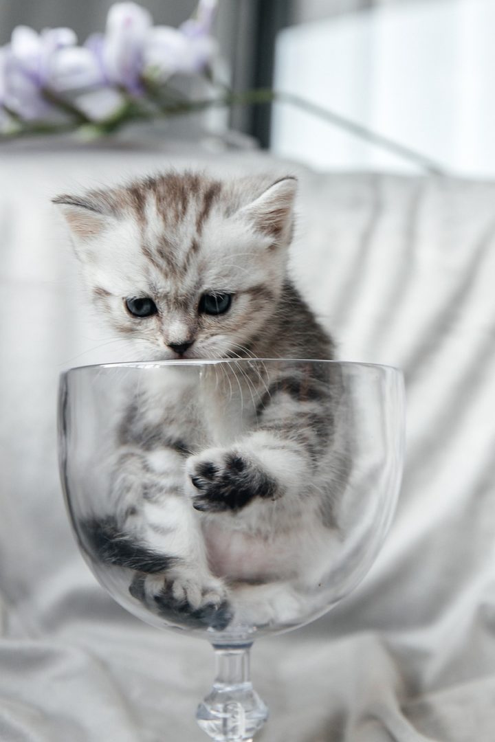 Kitten Wine Glass Pet Cat Animal