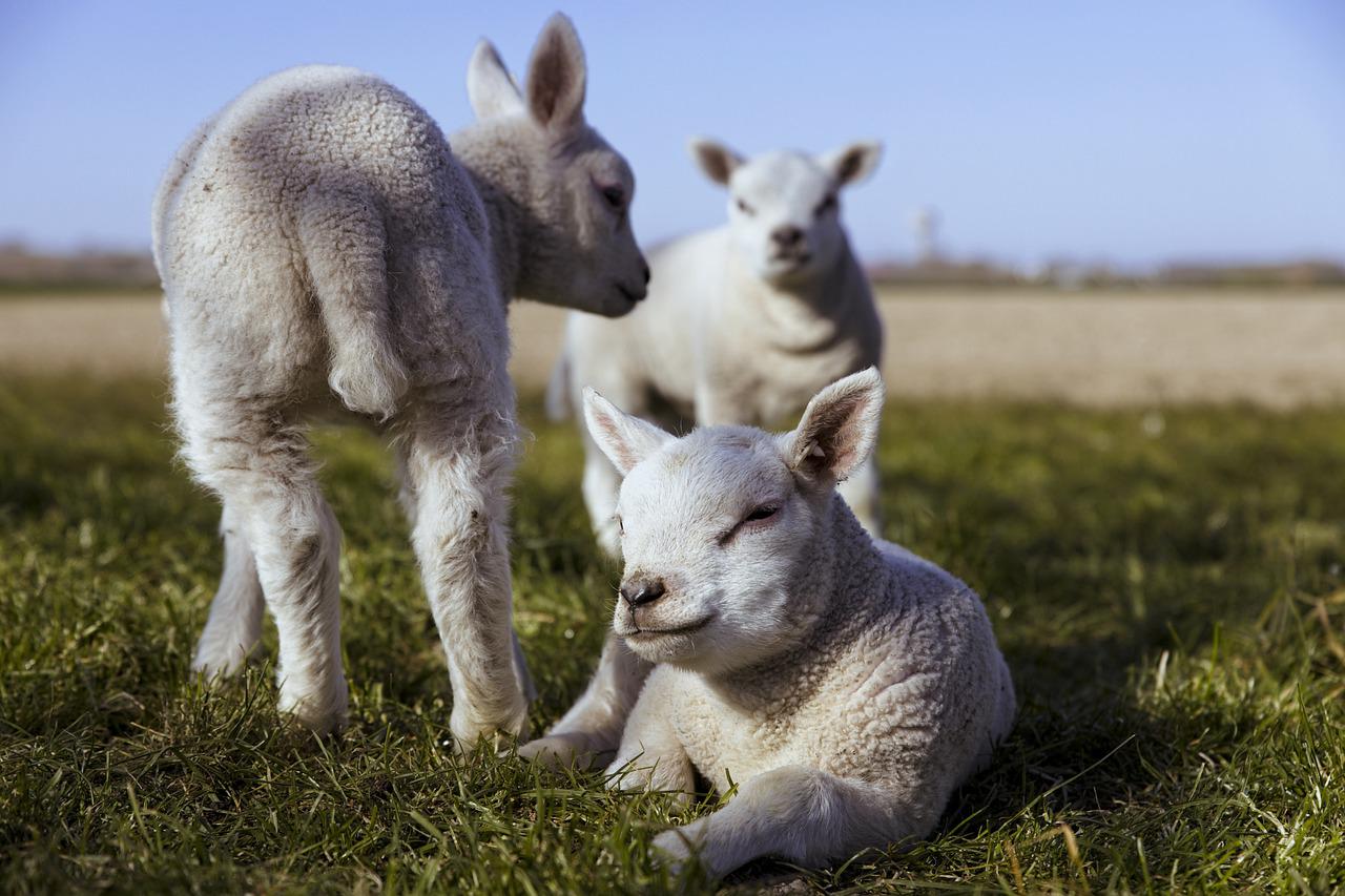Lambs Sheep Lamb