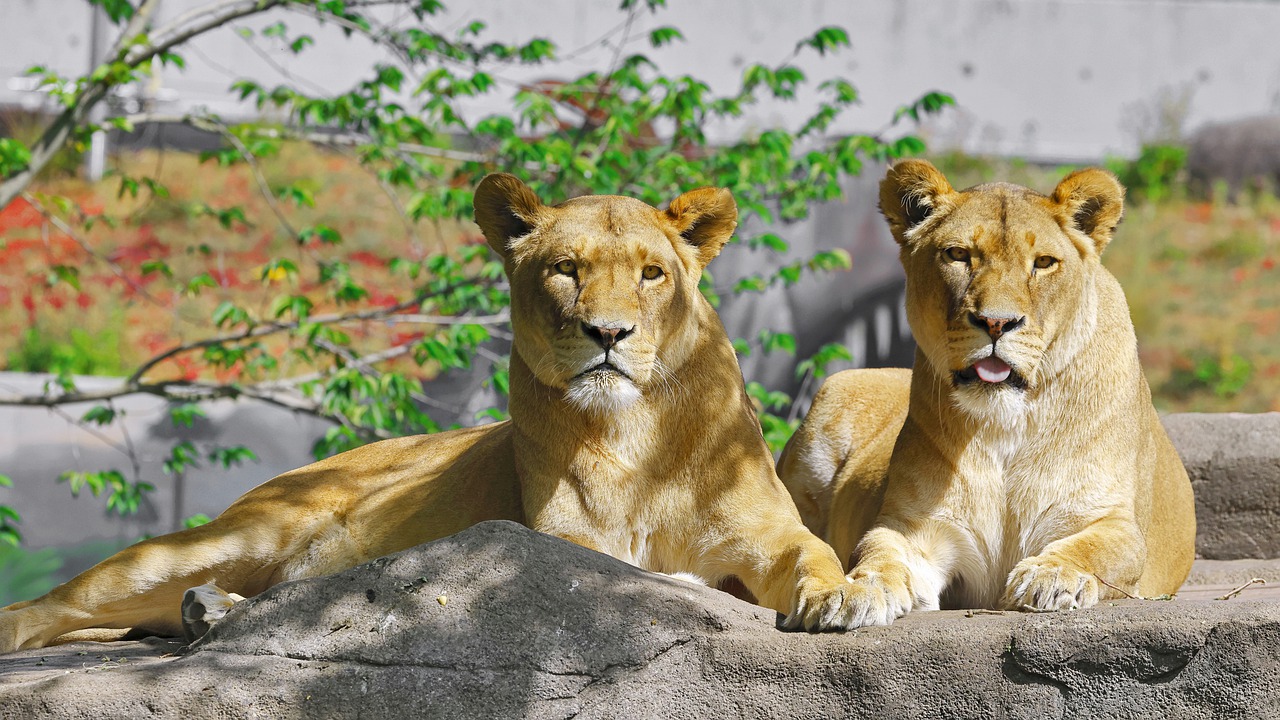 Lion Lioness Feline Animal