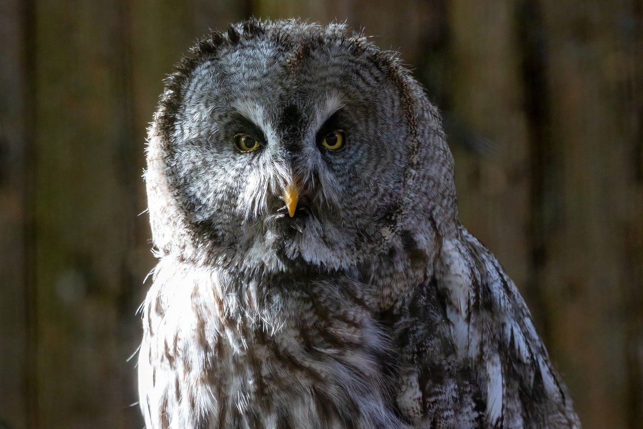 Owl Bird Face Eyes Beak Nature