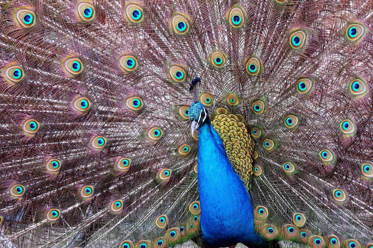 Peacock Feathers Plumage