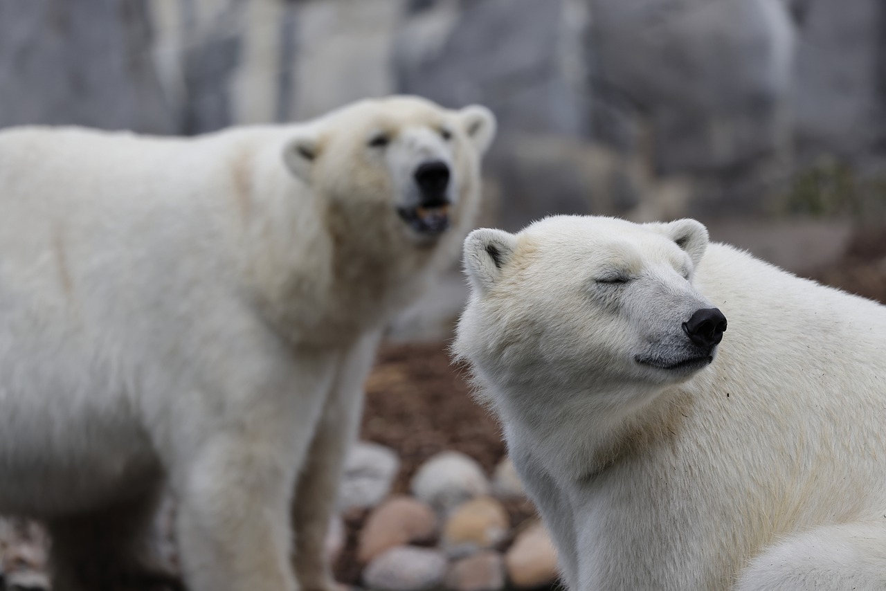 Polar Bear Animals Couple