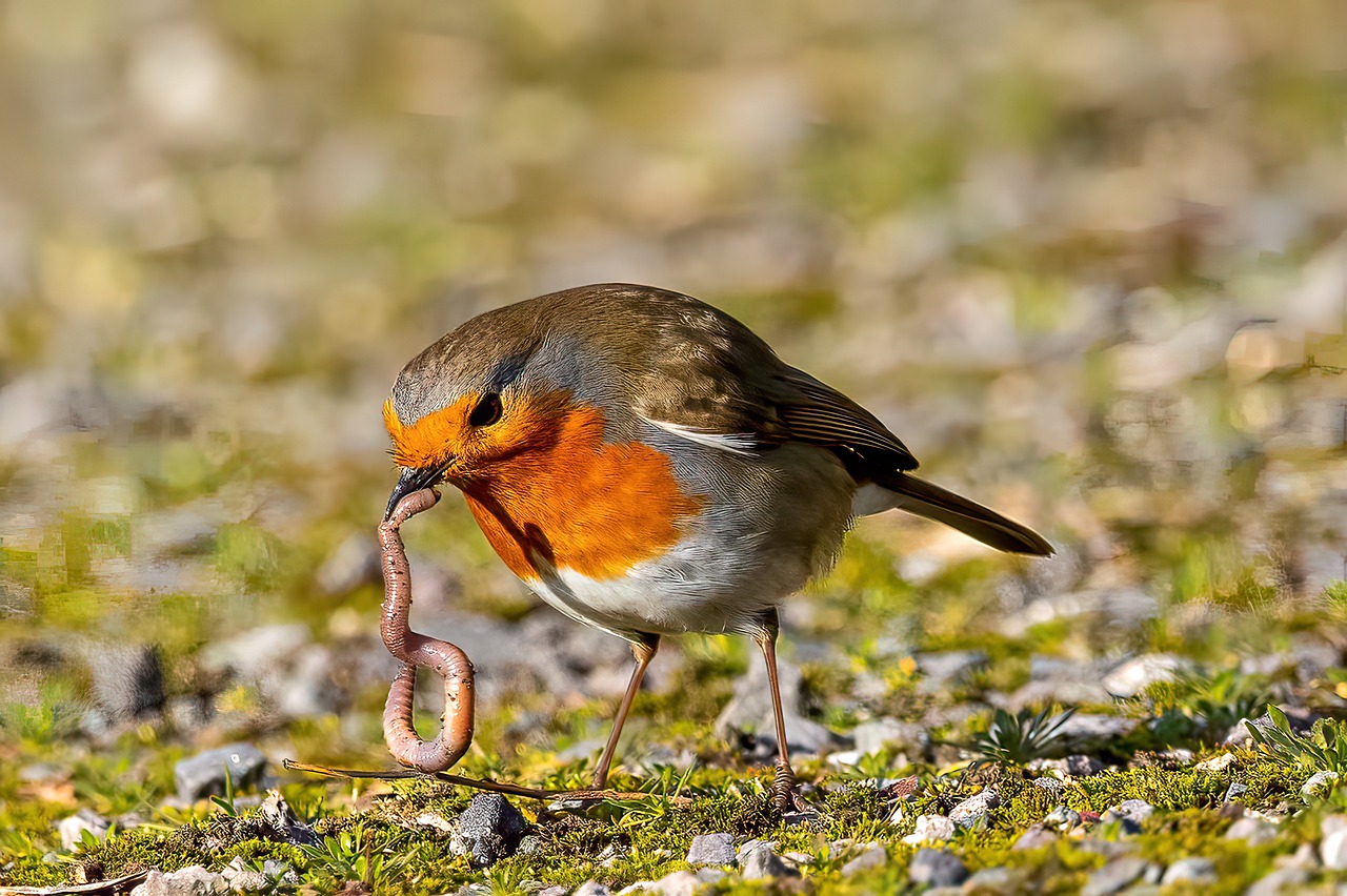 Robin Bird Eating Worm Feeding