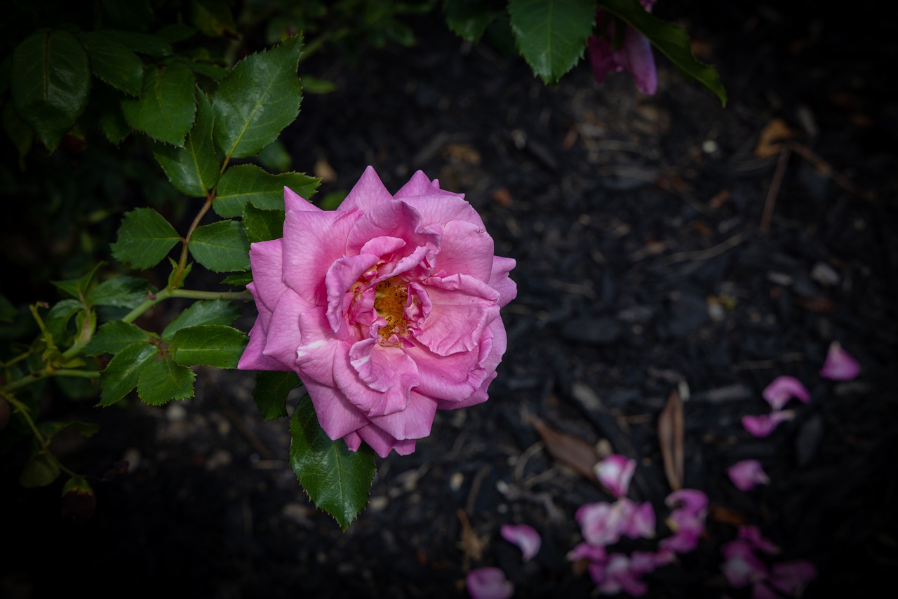 Rose Flower Garden