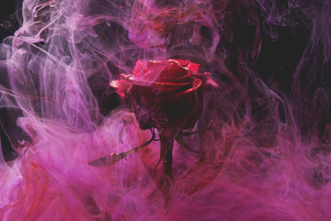 Rose Red Smoke Fog Red Rose