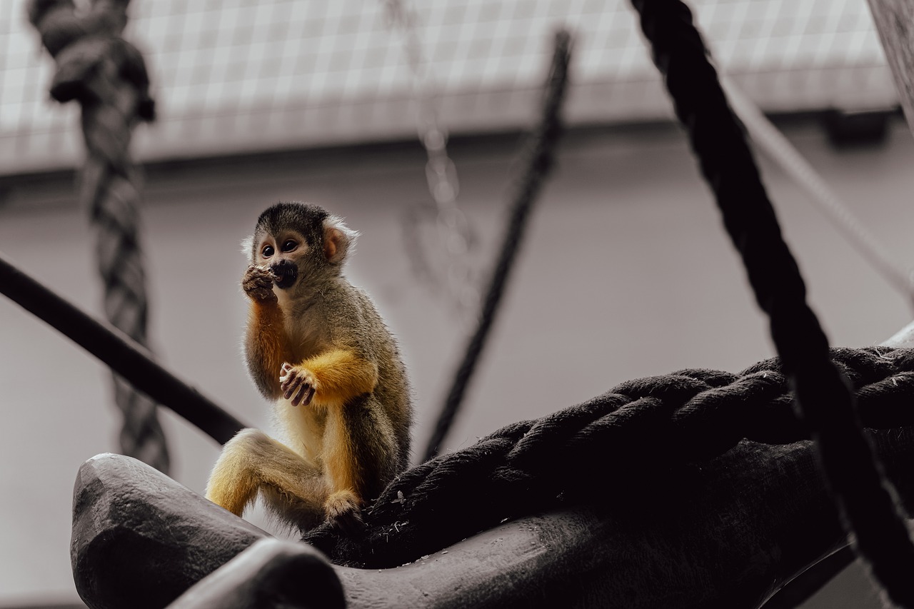 Squirrel Monkey Primate Animal Zoo