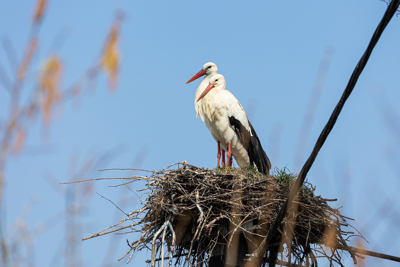 Storks Birds Animal Nest Feathers