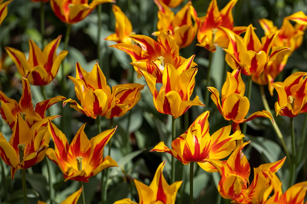 Tulips Flower Spring