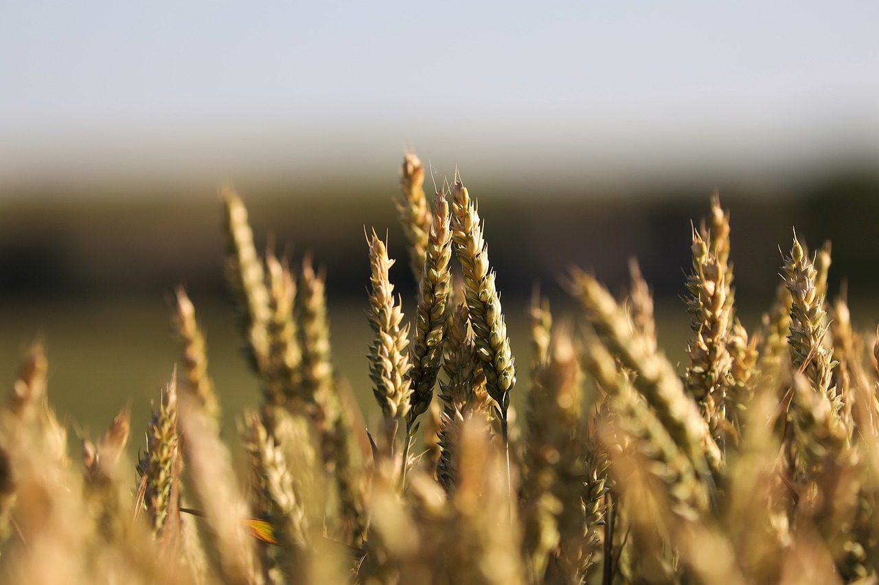 Wheat Crops Plants Grains