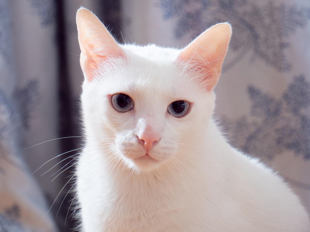 White Cat Pet By Panasonic Lumix Gh5
