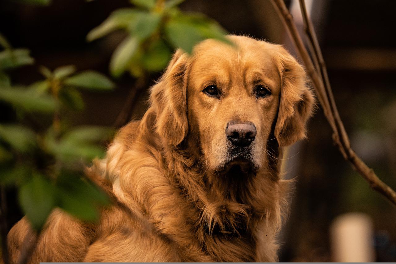 Dog Breed Golden Retriever Animal By Panasonic Lumix S5