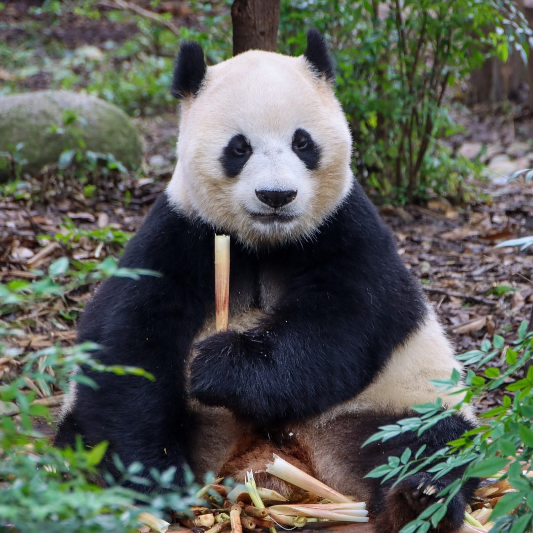 Chengdu Panda China Zoo Wildlife by Canon M6 Mark II