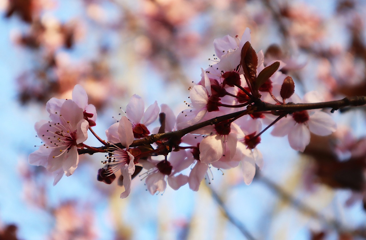 Plum Blossoms Prunus Cerasifera by Canon M6 Mark II