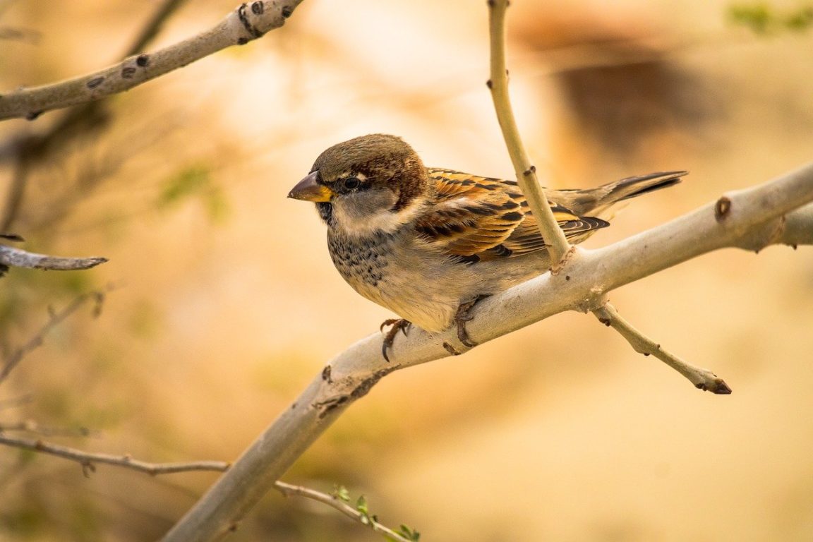 Sparrow Little Bird Animal Nature By Canon M50 Mark II